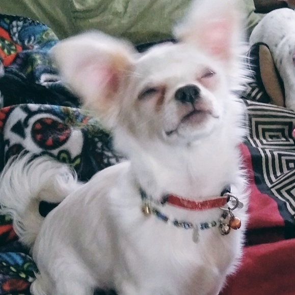 Please read before purchasing from Me🐾 - Picture 1 of 4